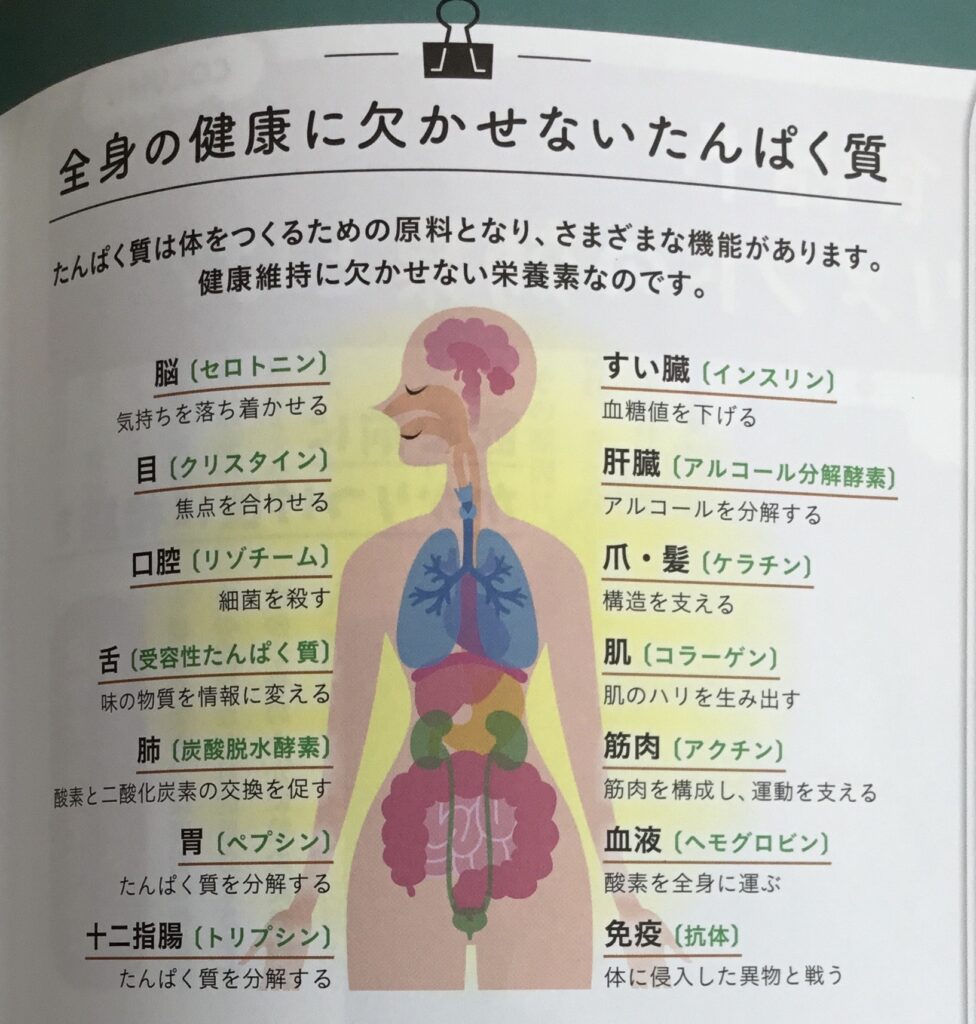 たんぱく質の重要性|フィッツスポーツクラブ